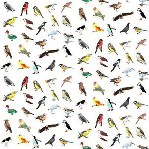 Avian Rainbow