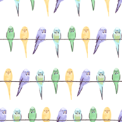 Budgies on a line