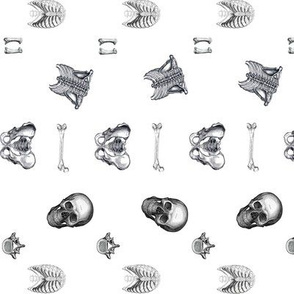 Human Skeletal Anatomy