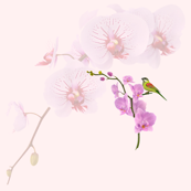 orchids