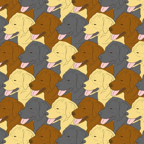 Labrador Retriever faces