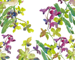 Orchids