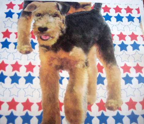 Airdale Terriers and stars