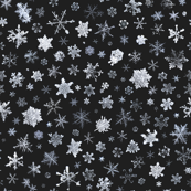 photographic snowflakes on charcoal
