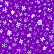 photographic snowflakes on purple
