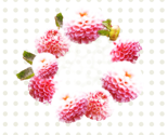 Floral_pattern_1_copy_ed_thumb