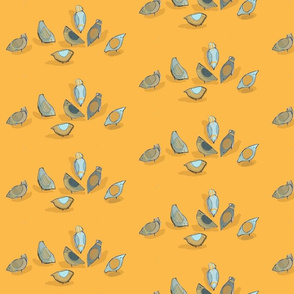 Pigeon Feeding in mango and grey