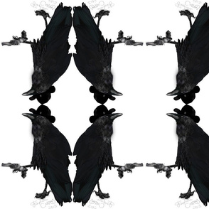 Dueling Ravens