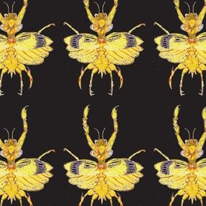 Mantis Bug Dancing in the Dark