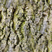 Does That Tree Bark ?