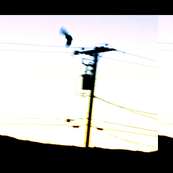 hawks & electrical lines