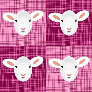 Pink Pop Lammy