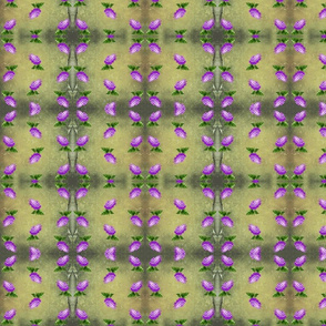 Lilacs