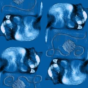 Blue Kitten