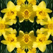 Daffodils_1832