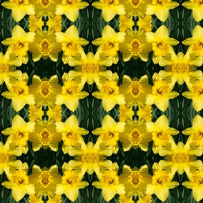 Daffodils_1832