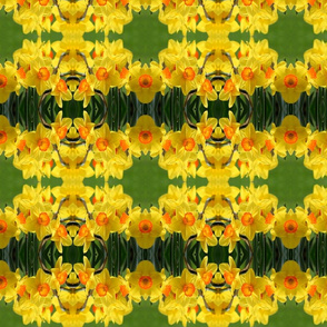Daffodils_6373