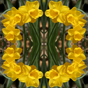 Daffodils_6465