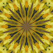 Kaleidescope 0852 Daffodils