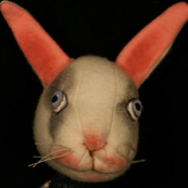 White rabbit