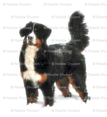 Bernese Alexa_in_snow