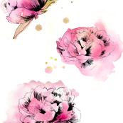 peony splash