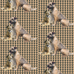 Border Terriers and Pawprints