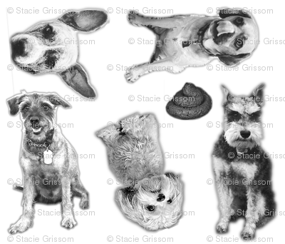 The BarkBox Office Dogs