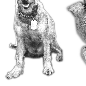 The BarkBox Office Dogs