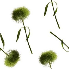 Green Spring