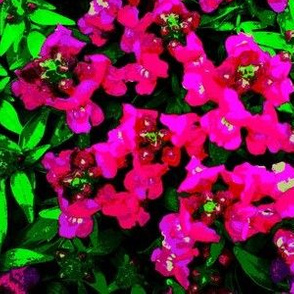 Snapdragon Garden bright