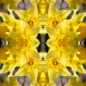 Daffodils_5673