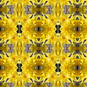 Daffodils_5673