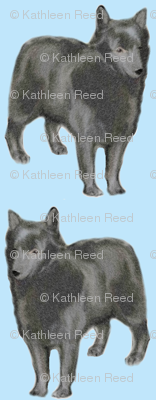 Schipperke