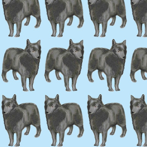 Schipperke