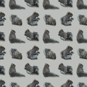Foraging Squirrels