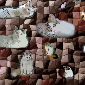 Turkish Van Cats