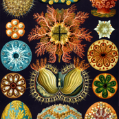 Ernst Haeckel Illustrations