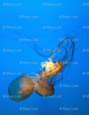 Jellyfish