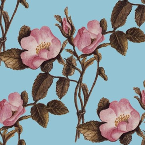 Charlotte Bronte's Wild Roses on Blue