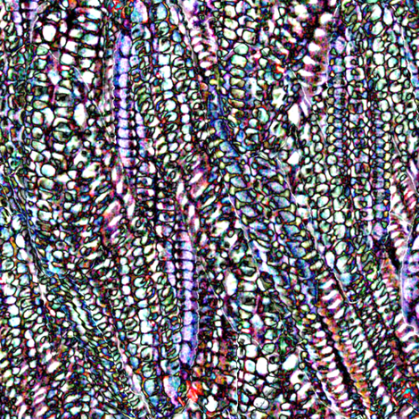 Irridescence 