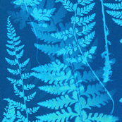Ferns in Blue Cyanotype