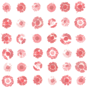 daisy polkadots in peach-pink