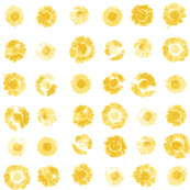 daisy polkadots in morning sunshine