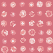 daisy polkadots in white on peach-pink