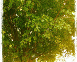 Rtree-insta_thumb