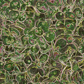 "Hydrangea Green"