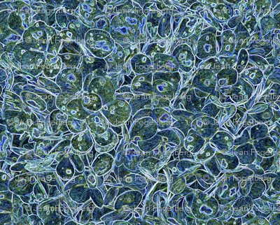 "Hydrangea Blue"