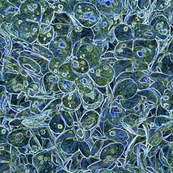 "Hydrange...