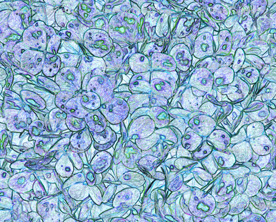 "Hydrangea Lavender Aqua"